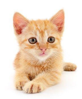 cat php resized(1)