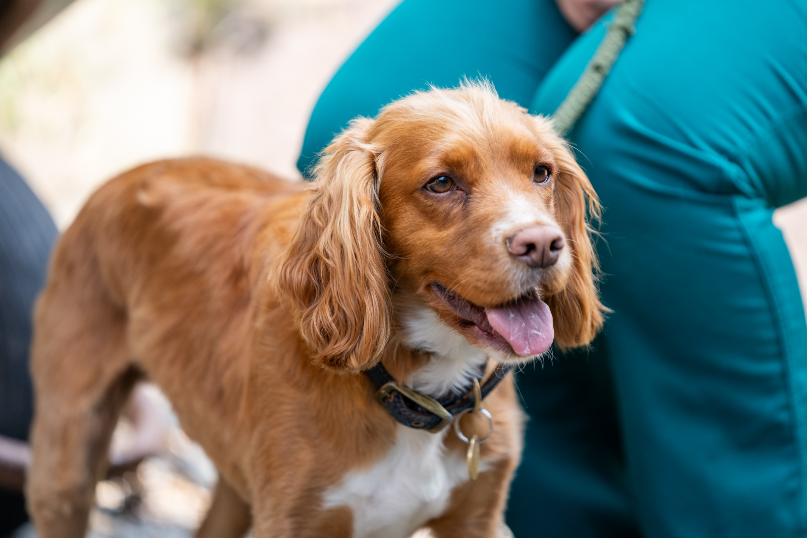Galedin Veterinary Group - Small Animal (Web) 002